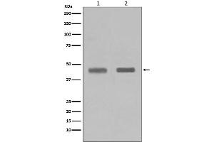 Western blot analysis of SETD7 in (1) Jurkat cell lysate, (2) HeLa cell lysate.
