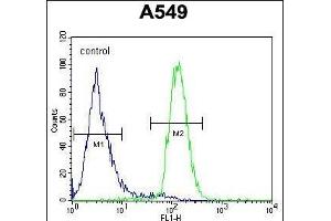 LILRA2 Antibody (Center) (ABIN654421 and ABIN2844156) flow cytometric analysis of A549 cells (right histogram) compared to a negative control cell (left histogram). (LILRA2 Antikörper  (AA 55-81))