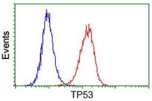 Image no. 3 for anti-Tumor Protein P53 (TP53) antibody (ABIN1499972) (p53 Antikörper)