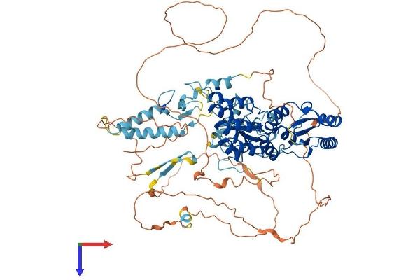 BARD1 Protein (AA 1-777) (His tag)