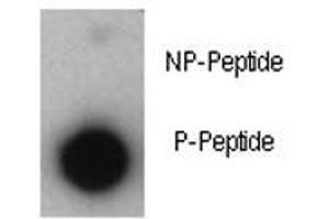 Dot blot analysis of phosphorylated-p21 antibody. (p21 Antikörper  (pThr57))