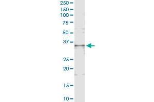 Immunoprecipitation of TNFSF13B transfected lysate using anti-TNFSF13B monoclonal antibody and Protein A Magnetic Bead , and immunoblotted with TNFSF13B MaxPab rabbit polyclonal antibody. (BAFF Antikörper  (AA 118-222))