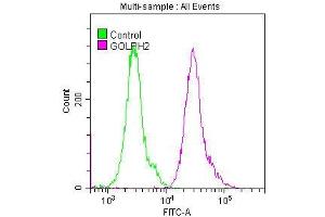 Overlay histogram showing Hela cells stained with ABIN7127517 (red line) at 1:50. (Rekombinanter GOLM1 Antikörper)