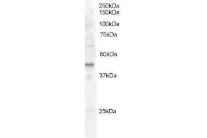 Image no. 1 for anti-FXYD Domain Containing Ion Transport Regulator 5 (FXYD5) (AA 93-107) antibody (ABIN292612) (FXYD5 Antikörper  (AA 93-107))