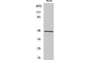 Western Blotting (WB) image for anti-G Protein Regulated Inducer of Neurite Outgrowth 2 (GPRIN2) (N-Term) antibody (ABIN3184936)