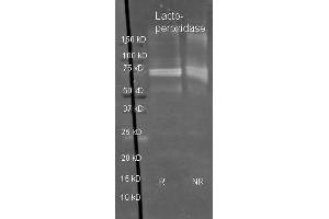 Sheep anti Lactoperoxidase antibody  was used to detect Lactoperoxidase under reducing (R) and non-reducing (NR) conditions. (LPO Antikörper  (Biotin))