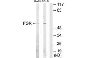 Western blot analysis of extracts from HuvEc/COLO205 cells, using FGR Antibody. (Fgr Antikörper  (AA 61-110))