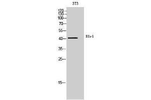 Western Blotting (WB) image for anti-Chemokine (C-X-C Motif) Receptor 5 (CXCR5) (Internal Region) antibody (ABIN3181453) (CXCR5 Antikörper  (Internal Region))