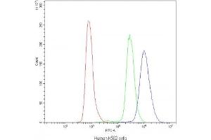 Flow cytometry testing of human K562 cells with NFAT4 antibody at 1ug/10^6 cells (blocked with goat sera)
