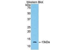Western Blotting (WB) image for anti-Anti-Mullerian Hormone (AMH) (AA 447-553) antibody (ABIN1172631) (AMH Antikörper  (AA 447-553))