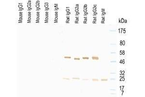 Western Blot of murine IgG, rat IgG, and rat IgM. (Maus anti-Ratte IgG (Heavy & Light Chain) Antikörper (HRP))