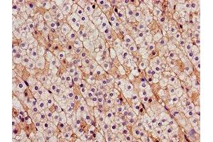 Immunohistochemistry of paraffin-embedded human adrenal gland tissue using ABIN7146220 at dilution of 1:100 (CDH18 Antikörper  (AA 66-251))