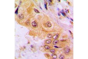 Immunohistochemistry (IHC) image for anti-Cytochrome P450, Family 2, Subfamily A, Polypeptide 7 (CYP2A7) (C-Term) antibody (ABIN7295434)