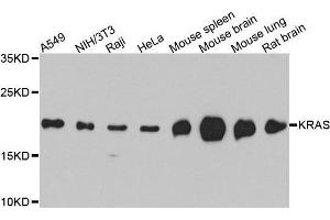 Western blot analysis of extracts of SW480 cell line, using KRAS antibody.