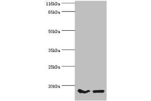 Western blot All lanes: POP7 antibody at 10 μg/mL Lane 1: Hela whole cell lysate Lane 2: HepG2 whole cell lysate Secondary Goat polyclonal to rabbit IgG at 1/10000 dilution Predicted band size: 16 kDa Observed band size: 16 kDa (POP7 Antikörper  (AA 1-140))