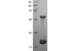 Validation with Western Blot (FABP3 Protein)