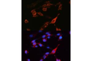 Immunofluorescence analysis of NIH-3T3 cells using SLC3/CD98hc Polyclonal Antibody (ABIN6130695, ABIN6148000, ABIN6148001 and ABIN6221364) at dilution of 1:100 (40x lens). (SLC3A2 Antikörper  (AA 360-529))