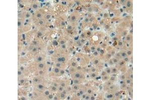 IHC-P analysis of liver tissue, with DAB staining. (beta Defensin 1 Antikörper  (AA 22-69))