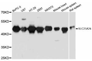 Western blot analysis of extracts of various cell lines, using SLC25A24 antibody. (SLC25A24 Antikörper  (AA 1-200))