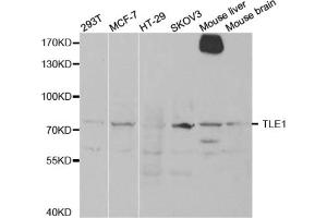 Western blot analysis of extracts of various cell lines, using TLE1 antibody. (TLE1 Antikörper)