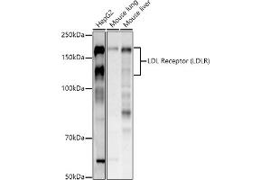 Western blot analysis of extracts of various cell lines, using LDL Receptor (LDLR) antibody (ABIN7268296) at 1:1000 dilution. (LDLR Antikörper  (C-Term))