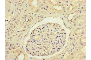 Immunohistochemistry of paraffin-embedded human kidney tissue using ABIN7144100 at dilution of 1:100 (ANGPTL1 Antikörper  (AA 24-289))