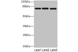 Western blot All lanes: PPEF1 antibody at 1 μg/mL Lane 1: U251 whole cell lysate Lane 2: A549 whole cell lysate Lane 3: Mouse gonadal tissue Secondary Goat polyclonal to rabbit IgG at 1/10000 dilution Predicted band size: 76, 70, 73, 45, 69 kDa Observed band size: 76 kDa (PPEF1 Antikörper  (AA 301-500))