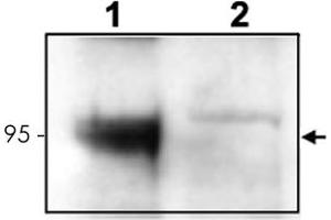 Western blot using Ntrk3 polyclonal antibody  to detect endogenous Ntrk3 in mouse cortex lysate (Lane 1). (NTRK3 Antikörper  (C-Term))