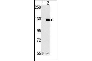 Image no. 1 for anti-Budding Uninhibited By Benzimidazoles 1 Homolog beta (Yeast) (BUB1B) (N-Term) antibody (ABIN360515) (BUB1B Antikörper  (N-Term))