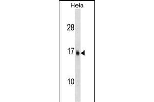 UBE2D3 Antibody (C-term) (ABIN1536647 and ABIN2848493) western blot analysis in Hela cell line lysates (35 μg/lane).