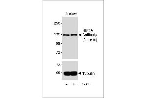 Western blot analysis of lysates from Jurkat cell line, untreated or treated with CoCl2, 0. (HIF1A Antikörper)