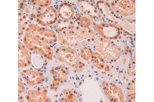 IHC-P analysis of kidney tissue, with DAB staining. (KIF5A Antikörper  (AA 473-605))