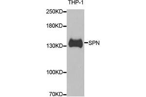 Western blot analysis of extracts of THP-1 cells, using SPN antibody (ABIN5973813) at 1/1000 dilution.