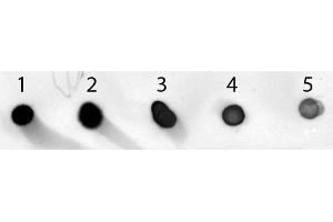 Dot Blot of Sheep anti-Mouse IgG Antibody Alkaline Phosphatase Conjugated. (Schaf anti-Maus IgG (Heavy & Light Chain) Antikörper (Alkaline Phosphatase (AP)) - Preadsorbed)