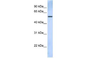 WB Suggested Anti-TRIM43 Antibody Titration:  0. (TRIM43 Antikörper  (C-Term))