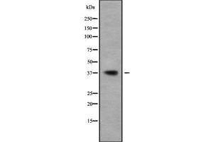 Western blot analysis of BCL2L14 using A549 whole cell lysates