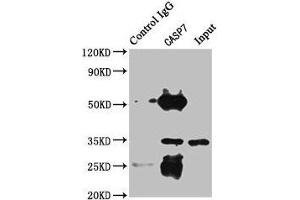 Western Blotting (WB) image for anti-Caspase 7, Apoptosis-Related Cysteine Peptidase (CASP7) (AA 24-198) antibody (ABIN7146960)