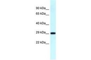 Image no. 1 for anti-Ribosomal Protein S4, Y-Linked 1 (RPS4Y1) (C-Term) antibody (ABIN6747705) (RPS4Y1 Antikörper  (C-Term))