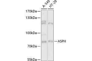 Western blot analysis of extracts of various cell lines, using ASPH antibody (ABIN6127459, ABIN6137213, ABIN6137215 and ABIN6217041) at 1:3000 dilution. (Aspartate beta Hydroxylase Antikörper  (AA 111-270))