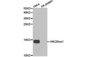 Western blot analysis of extracts of HeLa cell line and H4 protein expressed in E. (Histone H4 Antikörper  (meLys20))