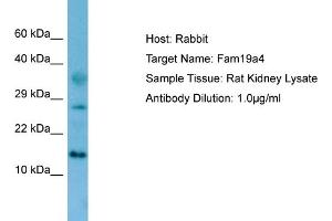 WB Suggested Anti-Fam19a4 Antibody   Titration: 1. (FAM19A4 Antikörper  (N-Term))