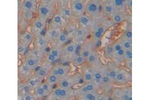 Used in DAB staining on fromalin fixed paraffin- embedded Kidney tissue (Protocadherin 1 Antikörper  (AA 246-517))