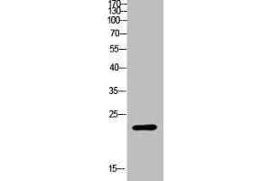 Western Blot analysis of customer's (cat sample) using Ribosomal Protein L17 Polyclonal Antibody (RPL17 Antikörper  (Internal Region))