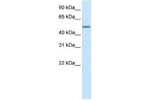 Human Liver; WB Suggested Anti-HSZFP36 Antibody Titration: 0. (ZNF823 Antikörper  (Middle Region))