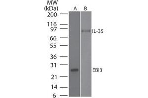 Image no. 1 for anti-Interleukin-27 subunit beta (IL-27b) antibody (ABIN959968) (EBI3 Antikörper)