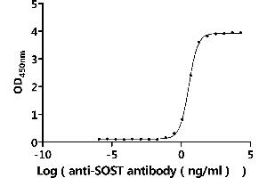 Measured by its binding ability in a functional ELISA.
