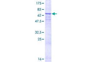 Image no. 1 for CD46 (CD46) (AA 1-384) protein (GST tag) (ABIN1348656)