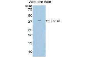 Western Blotting (WB) image for anti-Apolipoprotein C-I (APOC1) (AA 30-88) antibody (ABIN3208968) (APOC1 Antikörper  (AA 30-88))