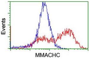Flow Cytometry (FACS) image for anti-Methylmalonic Aciduria (Cobalamin Deficiency) CblC Type, with Homocystinuria (MMACHC) antibody (ABIN1499512)
