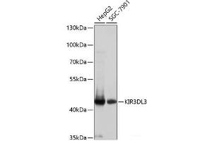 Western blot analysis of extracts of various cell lines using KIR3DL3 Polyclonal Antibody at dilution of 1:1000. (KIR3DL3 Antikörper)